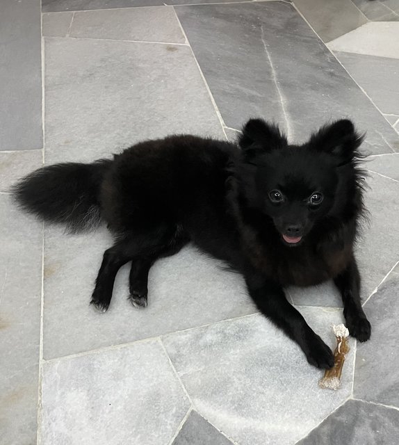 Pei Dan - Pomeranian Dog