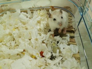 Bubbles - Short Dwarf Hamster Hamster