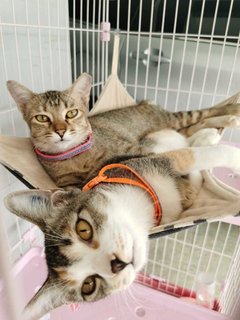 Lulu N Lala (Urgent) - Domestic Short Hair Cat