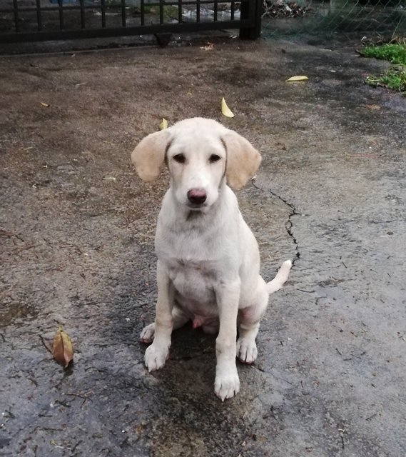 Lab Mixed - Male - Labrador Retriever Mix Dog