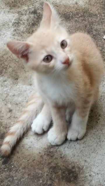 Sweet Kittens Looking For Home! - Domestic Short Hair Cat