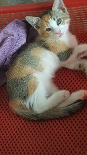 Sweet Kittens Looking For Home! - Domestic Short Hair Cat