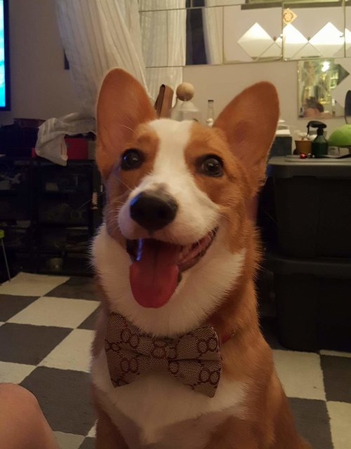 Miumiu - Corgi Dog