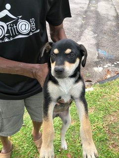 Cassie - Mixed Breed Dog