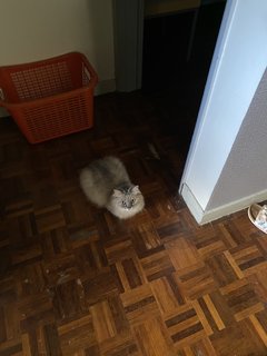 Löla - Domestic Long Hair + Chinchilla Cat