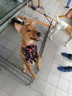 Mimi - Mixed Breed Dog