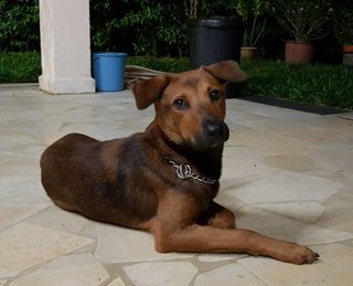 Miles - Mixed Breed Dog