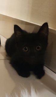 Toothless - The Susuwatari - Domestic Medium Hair Cat