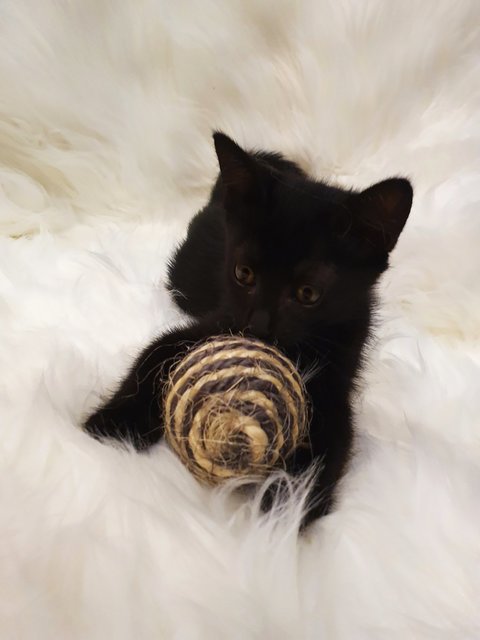 Toothless - The Susuwatari - Domestic Medium Hair Cat