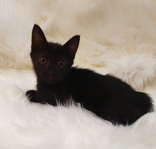 Toothless - The Susuwatari - Domestic Medium Hair Cat