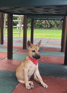 Joey - Black Mouth Cur Mix Dog