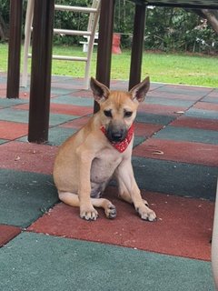 Joey - Black Mouth Cur Mix Dog