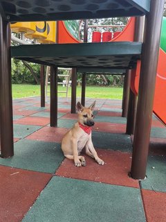 Joey - Black Mouth Cur Mix Dog