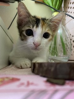 Goomy - Domestic Short Hair Cat