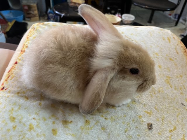 2white+2gold  - Holland Lop + New Zealand Rabbit