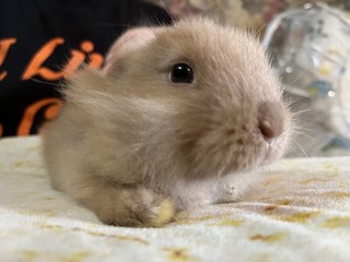 2white+2gold  - Holland Lop + New Zealand Rabbit