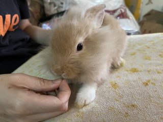 2white+2gold  - Holland Lop + New Zealand Rabbit