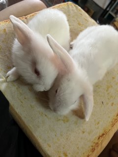 2white+2gold  - Holland Lop + New Zealand Rabbit