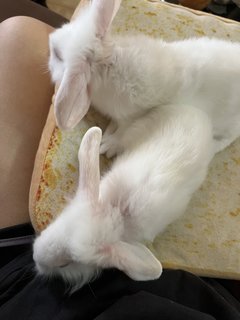 2white+2gold  - Holland Lop + New Zealand Rabbit