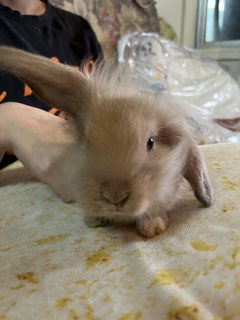 2white+2gold  - Holland Lop + New Zealand Rabbit