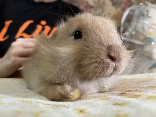 2white+2gold  - Holland Lop + New Zealand Rabbit