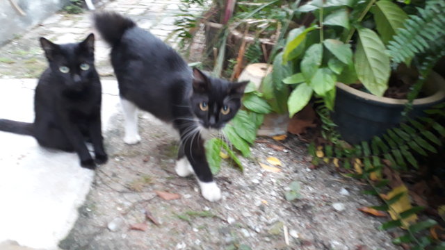 Black Gold - Domestic Medium Hair Cat