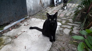 Black Gold - Domestic Medium Hair Cat