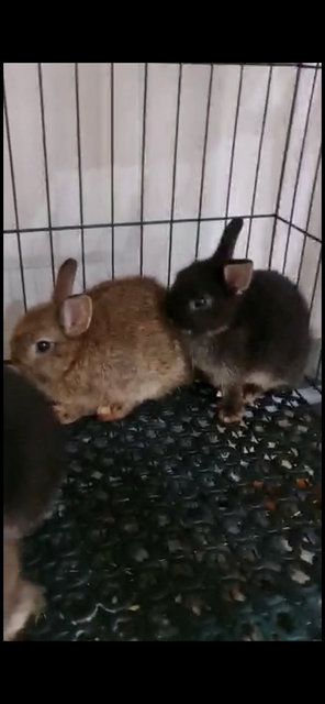 PF111655 - Dwarf Rabbit