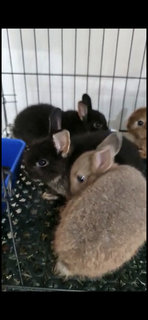 PF111655 - Dwarf Rabbit