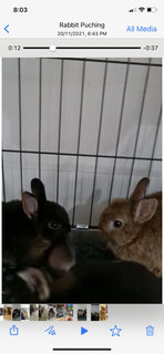 PF111655 - Dwarf Rabbit