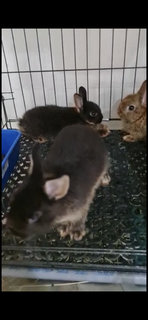 PF111655 - Dwarf Rabbit