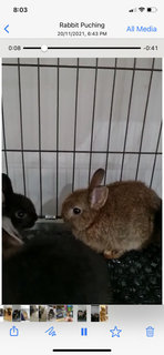 PF111655 - Dwarf Rabbit