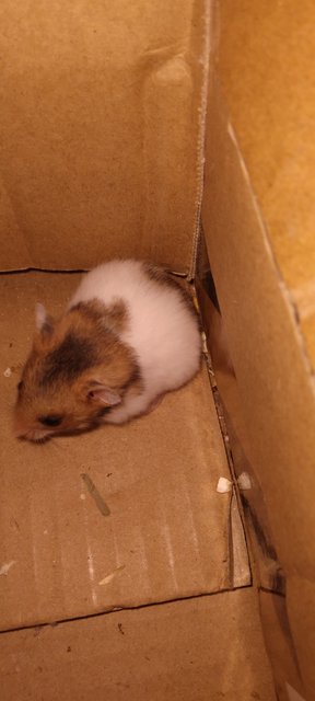 Hamster - Syrian / Golden Hamster Hamster