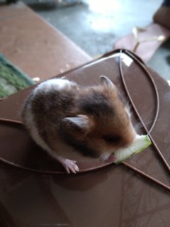 Hamster - Syrian / Golden Hamster Hamster