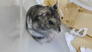 5 Abandoned Hamsters - Short Dwarf Hamster Hamster