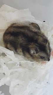 5 Abandoned Hamsters - Short Dwarf Hamster Hamster