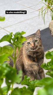 Maple - Domestic Long Hair Cat