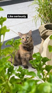 Maple - Domestic Long Hair Cat