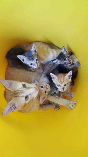 Kuchingkittens+adult Cats Adoptioncheras - Domestic Medium Hair Cat