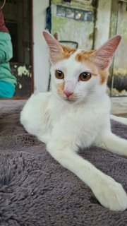 Long Tail (Female) - Domestic Medium Hair Cat