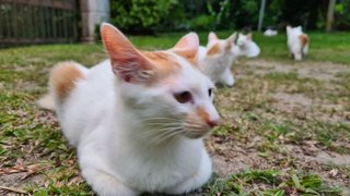 Long Tail (Female) - Domestic Medium Hair Cat