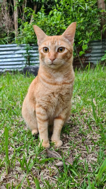 Kilau - Tabby + Domestic Short Hair Cat