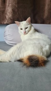 Embun - Domestic Medium Hair Cat