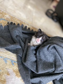 Marty - Domestic Long Hair Cat