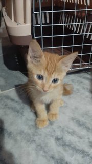 Kittens - Domestic Short Hair Cat