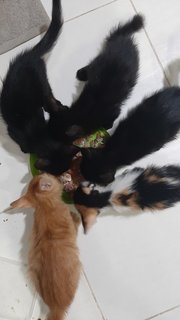 Kittens - Domestic Short Hair Cat