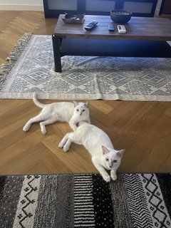 Kovu &amp; Kiara - Domestic Short Hair Cat