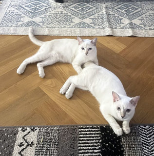 Kovu &amp; Kiara - Domestic Short Hair Cat