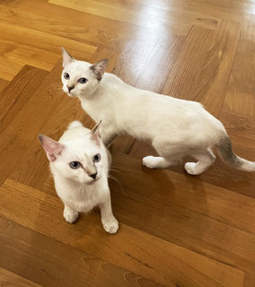 Kovu &amp; Kiara - Domestic Short Hair Cat