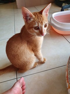 Jinjin - Domestic Short Hair Cat